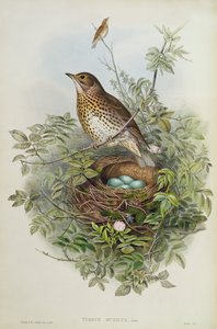 ツグミ、1873年（トイレ、紙に鉛筆） 作： John Gould